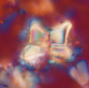 Heliolithus riedelii 20894