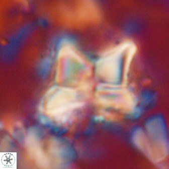 Heliolithus riedelii 20894