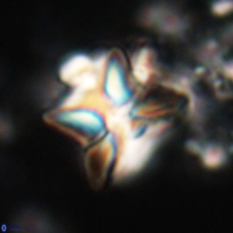 Heliolithus riedelii 20818