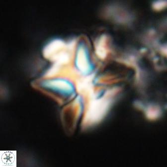 Heliolithus riedelii 20818
