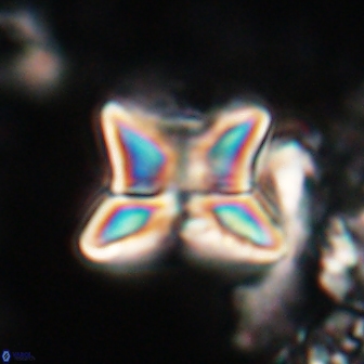 Heliolithus riedelii 20821