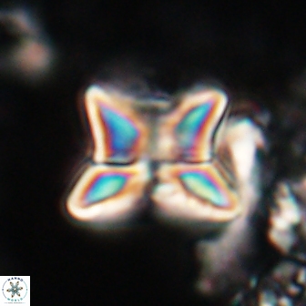 Heliolithus riedelii 20821