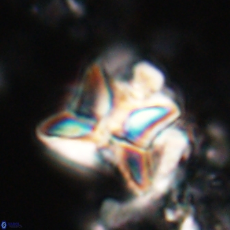 Heliolithus riedelii 20822