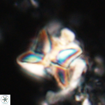 Heliolithus riedelii 20822