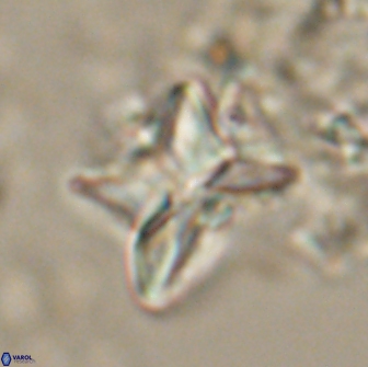 Heliolithus riedelii 20825