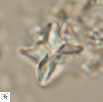 Heliolithus riedelii 20825