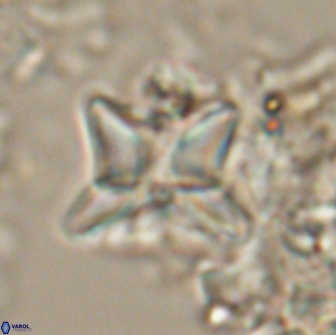 Heliolithus riedelii 20826