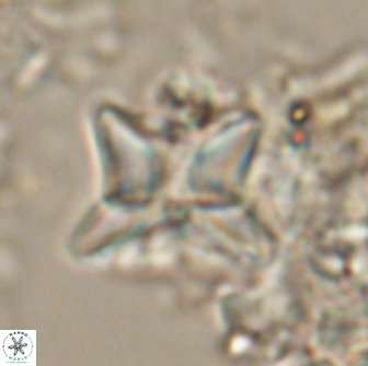 Heliolithus riedelii 20826