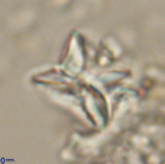 Heliolithus riedelii 20827