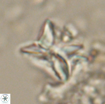 Heliolithus riedelii 20827