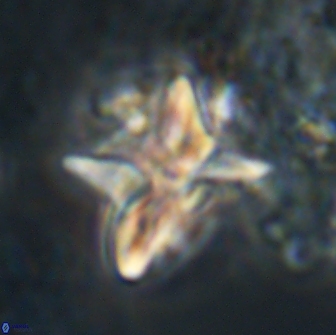 Heliolithus riedelii 20828