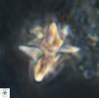 Heliolithus riedelii 20828