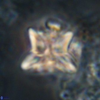 Heliolithus riedelii 20829