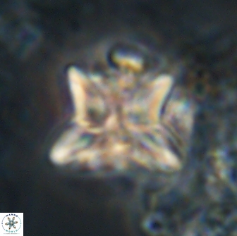 Heliolithus riedelii 20829