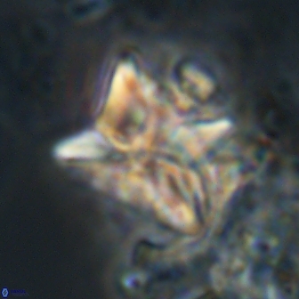 Heliolithus riedelii 20830