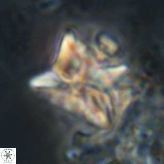 Heliolithus riedelii 20830