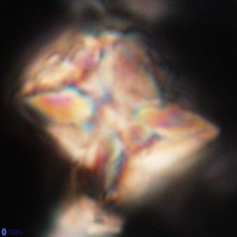 Heliolithus riedelii 20836