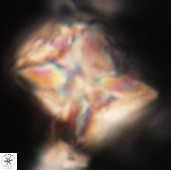 Heliolithus riedelii 20836