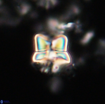 Heliolithus riedelii 20940