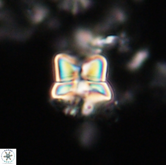 Heliolithus riedelii 20940