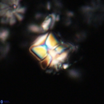 Heliolithus riedelii 20942