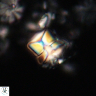 Heliolithus riedelii 20942