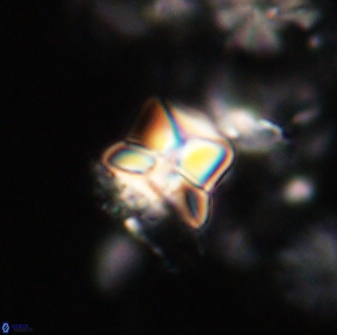 Heliolithus riedelii 20945