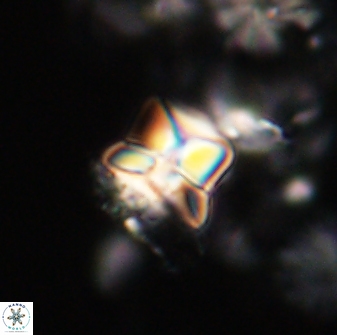 Heliolithus riedelii 20945