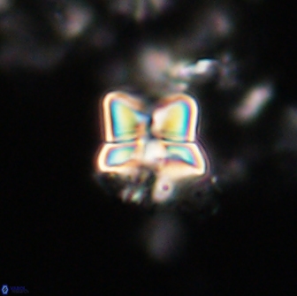 Heliolithus riedelii 20939