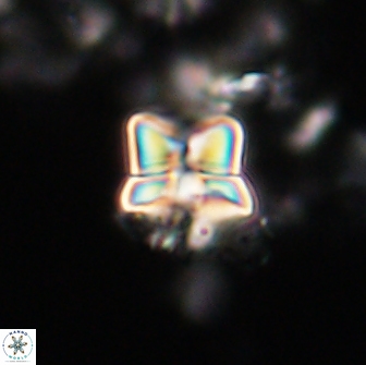 Heliolithus riedelii 20939