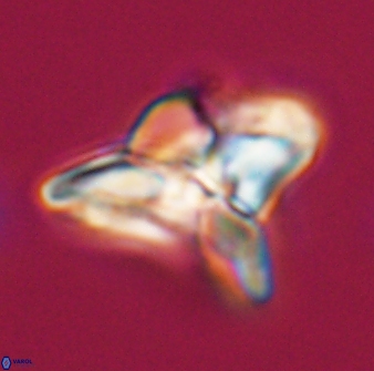 Heliolithus riedelii 24392
