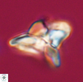 Heliolithus riedelii 24392