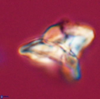 Heliolithus riedelii 24393