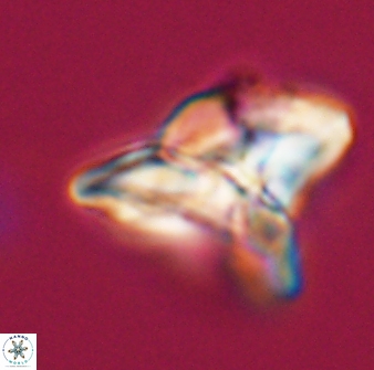 Heliolithus riedelii 24393