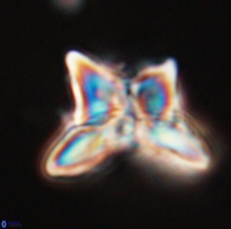 Heliolithus riedelii 24394