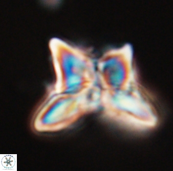 Heliolithus riedelii 24394