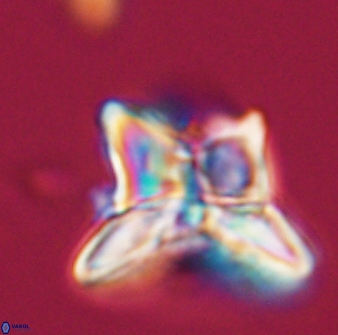 Heliolithus riedelii 24395