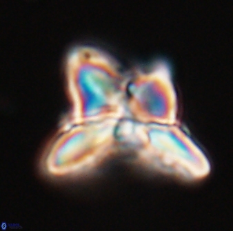 Heliolithus riedelii 24396