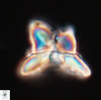 Heliolithus riedelii 24396