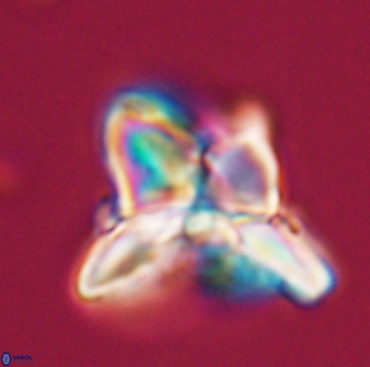 Heliolithus riedelii 24397
