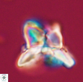 Heliolithus riedelii 24397