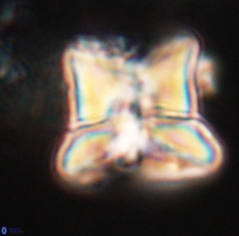 Heliolithus riedelii 24442