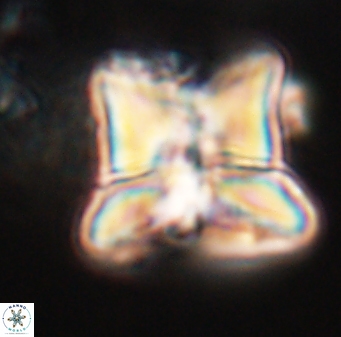 Heliolithus riedelii 24442