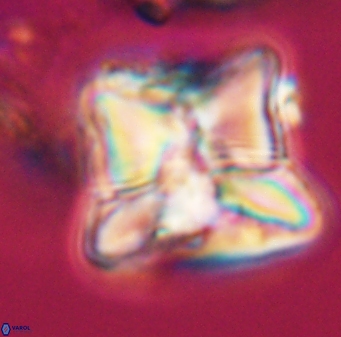 Heliolithus riedelii 24444
