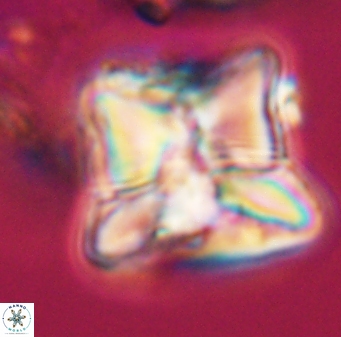 Heliolithus riedelii 24444