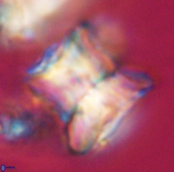 Heliolithus riedelii 24445