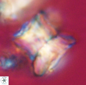 Heliolithus riedelii 24445