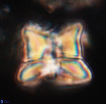 Heliolithus riedelii 24447