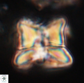Heliolithus riedelii 24447