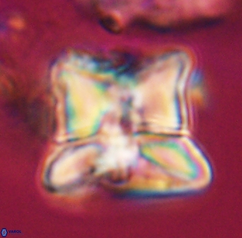 Heliolithus riedelii 24448